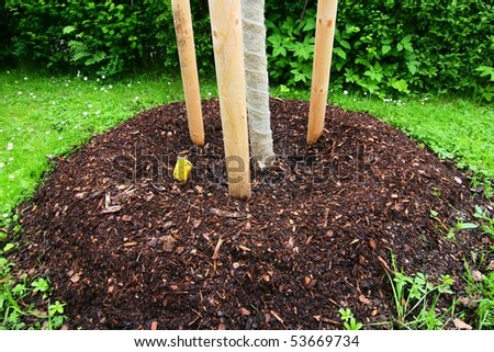 planting tree