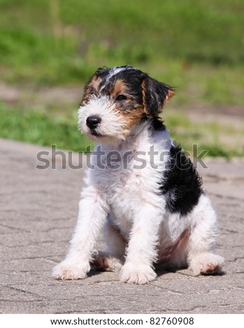  Terrier Puppies on Fox Terrier   Puppy Stock Photo 82760908   Shutterstock