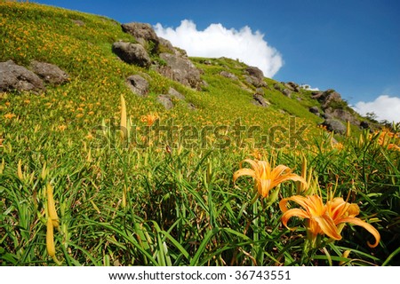 two day-lilies/two tiger lily