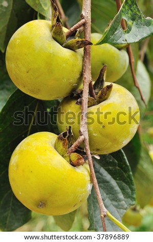 Green Persimmons