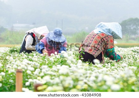 three farmer work at the chrysanthemum farm