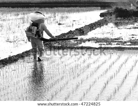 a farmer work on the rice farm on black and white
