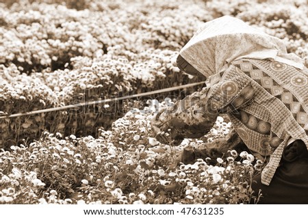 a woman farmer picking up the flowers on brown color