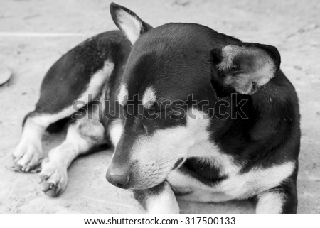 dog,black dog in black and white tone