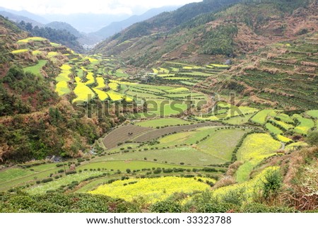 large area of rapeseed flowers and  green terrace among the valley, shooted from the hilltop