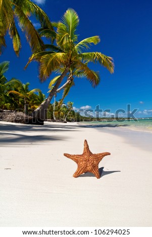 Starfish on caribbean sea beach with palms, Dominican Republic