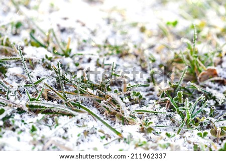 First snow on green grass, winter is coming
