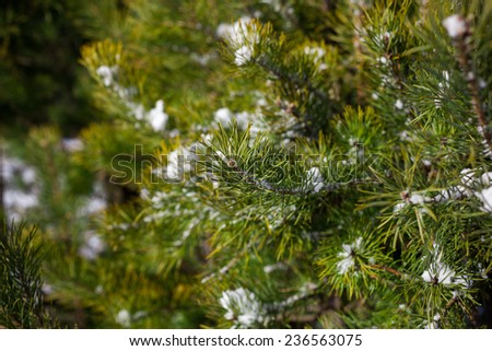 Evergreen fir tree\'s branch in winter nature, outside