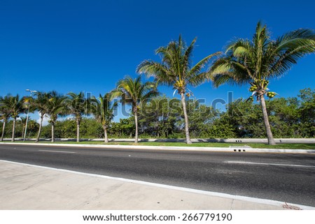 Caribbean street road with palm trees