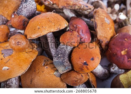 Collection of delicious edible mushrooms from russian forest, close up