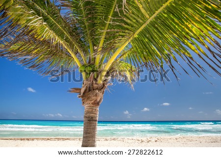 Caribbean sea beach with coconut palm tree. Beautiful tropical view