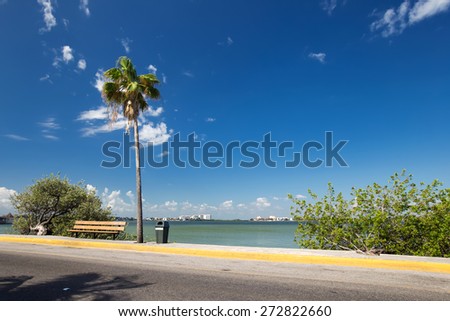 Caribbean street road with palm tree