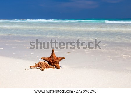 Starfishes on caribbean sandy beach, travel concept