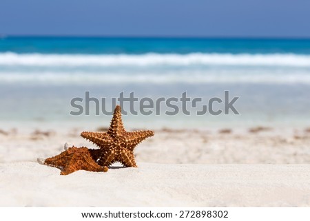 Starfishes on caribbean sandy beach, travel concept