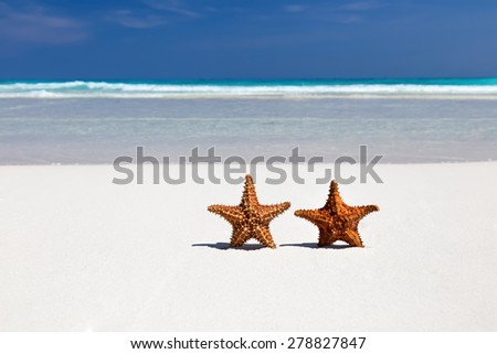 Two starfishes on caribbean sandy beach, travel concept