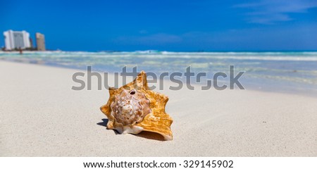 Sea shell on perfect sandy beach with Caribbean sea background, tourism concept