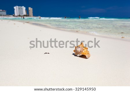 Sea shell on perfect Cancun\'s sandy beach with Caribbean sea background, tourism concept