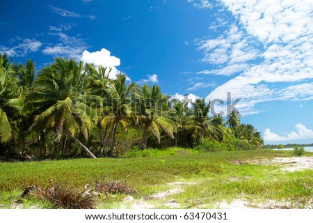 Palm forest on caribbean sea with blue sky, Dominican Republic