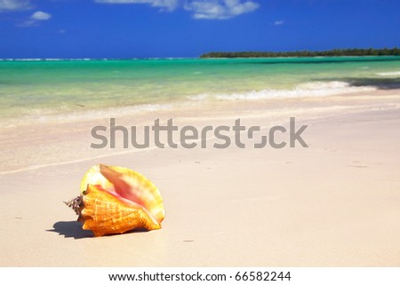 Seashell On Beach