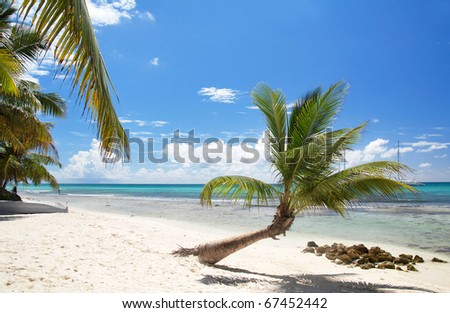 Palm on caribbean sea, Dominican Republic
