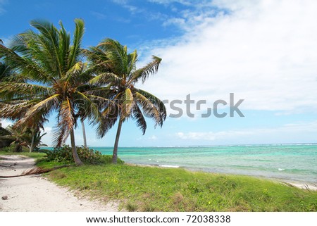 Coconut palms on caribbean sea coastline