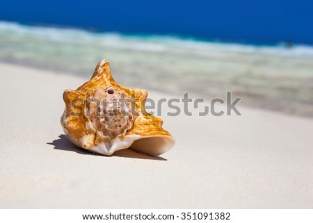 Sea shell on perfect sandy beach with Caribbean sea background, tourism concept