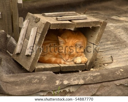 Red cat sleeping in an old wooden box