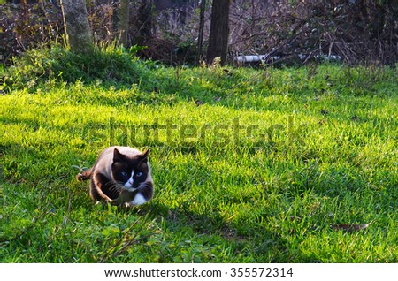 Siamese cat ready to start running in a field in Portugal
