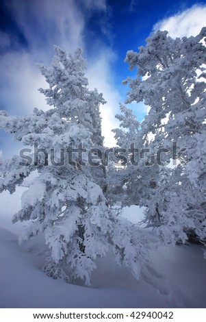 wild nature winter in December in east Europe