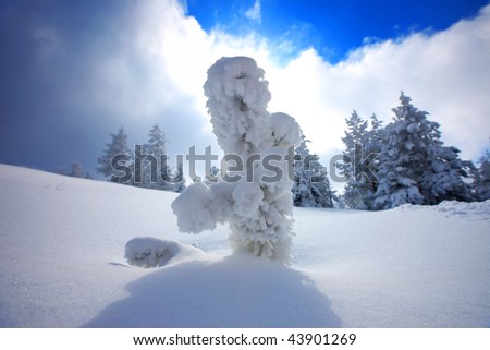 frozen pine tree in deep snow