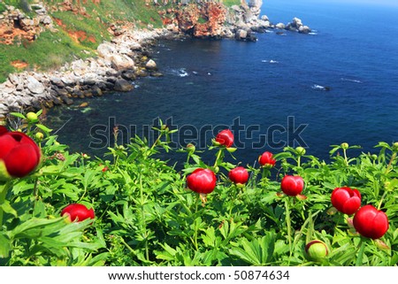amazing red wild flowers near sea