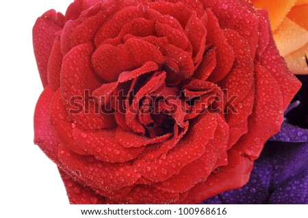 closeup of a red rose covered in dew drops