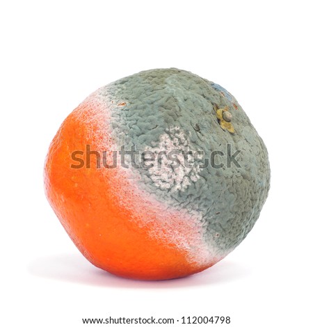 A Moldy Orange