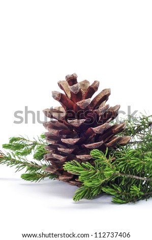 close up of pine cone on a white background