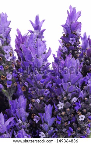 closeup of some lavender flowers on a white background