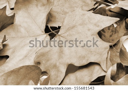 picture of a pile of dried leaves in autumn
