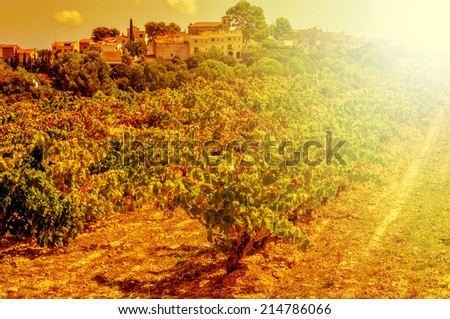detail of a vineyard in a mediterranean country lit by the evening light