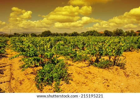 view of a vineyard with ripe grapes in a mediterranean country at sunset
