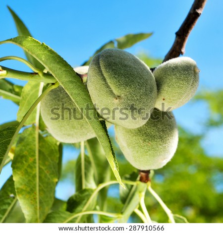 closeup of a branch of almond tree with some green almonds against the blue sky