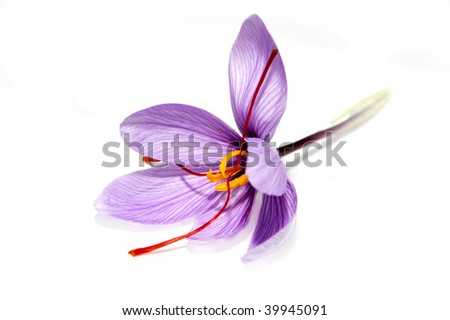 Saffron Flower Stock Photo 39945091 : Shutterstock