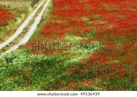 view of a relaxing natural landscape full of poppies in spring