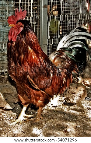 Brown Rooster