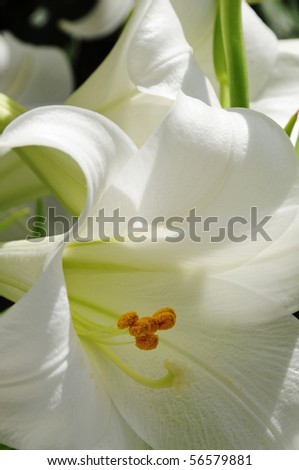 closeup of an open white lily flower