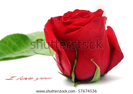 I Love You Red Rose. stock photo : a red rose and