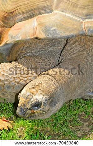 closeup of a big land turtle in a zoo