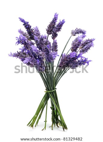 A Bunch Of Lavender Flowers On A White Bac
