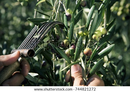 closeup of a young caucasian man harvesting arbequina olives in an olive grove in Catalonia, Spain, with a comb-like tool