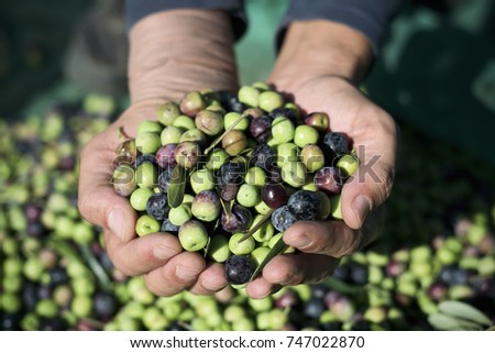 closeup of a young caucasian man with a pile of olives freshly collected during the harvesting in an olive grove in Catalonia, Spain