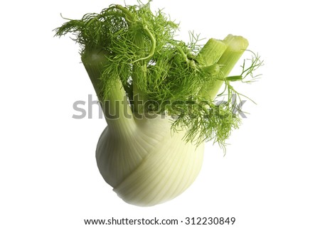 Fresh fennel bulb isolated on white background.