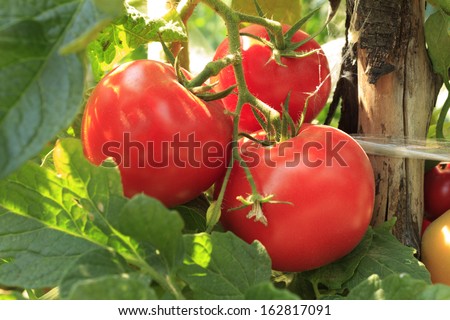 Ripe Tomatoes Natural